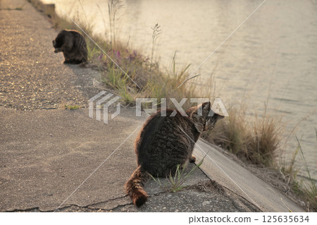 Tabby cat playing on embankment Tabby cat playing on embankment 125635634
