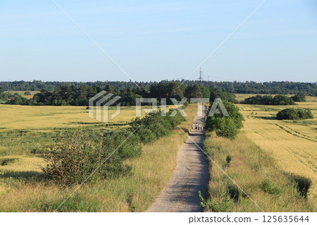 Road through wild village field at sunset and family walking to pine forest. Russian landscape in summer in July, walking outdoors, concept of happy outdoor recreation, selective focus Road through wild village field at sunset and family walking to pine forest. Russian landscape in summer in July, walking outdoors, concept of happy outdoor recreation, selective focus 125635644
