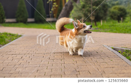 Happy corgi dog on a walk in a sunny park Happy corgi dog on a walk in a sunny park 125635660