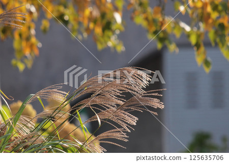 Japanese silver grass and yellow leaves in the city Japanese silver grass and yellow leaves in the city 125635706