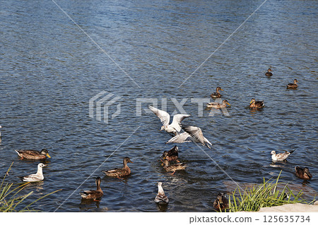 Swans on a winter lake. A pair of inseparable swans winters every year on the White Lake in St. Petersburg, they are always together and take care of each other. Tourists come to admire them. Swans on a winter lake. A pair of inseparable swans winters every year on the White Lake in St. Petersburg, they are always together and take care of each other. Tourists come to admire them. 125635734