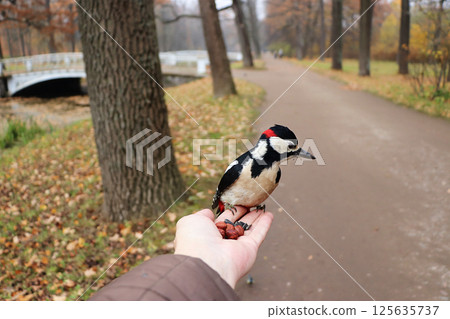 Swans on a winter lake. A pair of inseparable swans winters every year on the White Lake in St. Petersburg, they are always together and take care of each other. Tourists come to admire them. Swans on a winter lake. A pair of inseparable swans winters every year on the White Lake in St. Petersburg, they are always together and take care of each other. Tourists come to admire them. 125635737