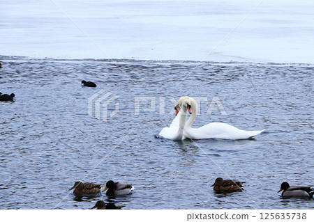 Swans on a winter lake. A pair of inseparable swans winters every year on the White Lake in St. Petersburg, they are always together and take care of each other. Tourists come to admire them. Swans on a winter lake. A pair of inseparable swans winters every year on the White Lake in St. Petersburg, they are always together and take care of each other. Tourists come to admire them. 125635738