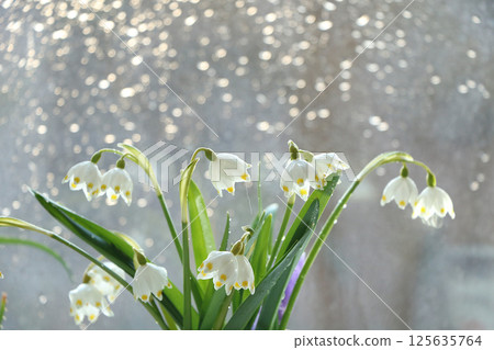 Spring blurred background with primroses, abstract first snowdrops on bokeh background at sunset. 125635764