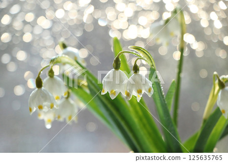 Spring blurred background with primroses, abstract first snowdrops on bokeh background at sunset. Spring blurred background with primroses, abstract first snowdrops on bokeh background at sunset. 125635765