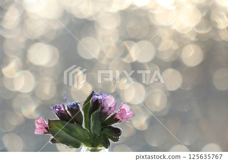 Spring blurred background with primroses, abstract first flowers on bokeh background at sunset. 125635767