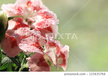 Spring colors with bokeh and drops, abstract early flowers on bokeh background at sunrise, morning dew and freshness in the garden. Spring colors with bokeh and drops, abstract early flowers on bokeh background at sunrise, morning dew and freshness in the garden. 125635768
