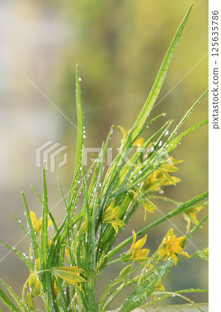 Spring colors with bokeh and drops, abstract early flowers on bokeh background at sunrise, morning dew and freshness in the garden. 125635786