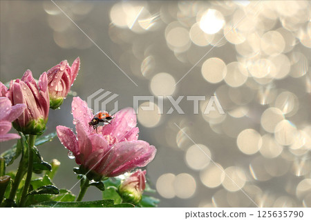 Spring blurred background with first flowers and ladybug, abstract first flowers on bokeh background at sunset. Spring blurred background with first flowers and ladybug, abstract first flowers on bokeh background at sunset. 125635790