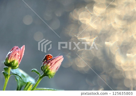 Spring blurred background with first flowers and ladybug, abstract first flowers on bokeh background at sunset. Spring blurred background with first flowers and ladybug, abstract first flowers on bokeh background at sunset. 125635803