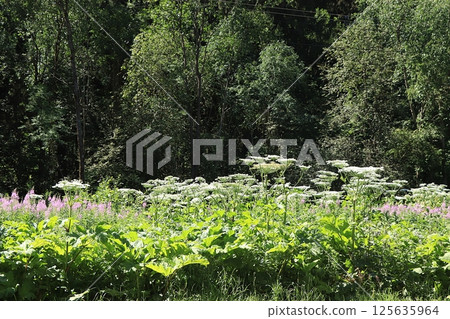 Hogweed in the field. A very dangerous and poisonous plant growing in central Russia, it causes severe burns and sometimes death. 125635964