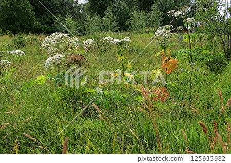 Hogweed in a wild field. A very dangerous and poisonous plant growing in central Russia, causing severe chemical burns and sometimes death, selective focus. Hogweed in a wild field. A very dangerous and poisonous plant growing in central Russia, causing severe chemical burns and sometimes death, selective focus. 125635982