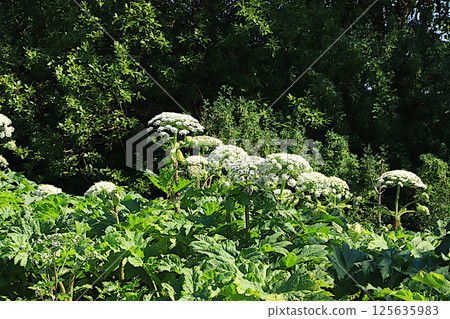 Hogweed in a wild field. A very dangerous and poisonous plant growing in central Russia, causing severe chemical burns and sometimes death, selective focus. Hogweed in a wild field. A very dangerous and poisonous plant growing in central Russia, causing severe chemical burns and sometimes death, selective focus. 125635983