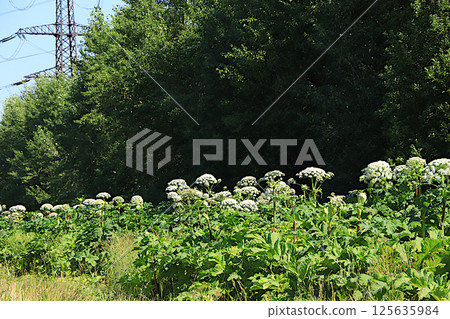 Hogweed in a wild field. A very dangerous and poisonous plant growing in central Russia, causing severe chemical burns and sometimes death, selective focus. 125635984