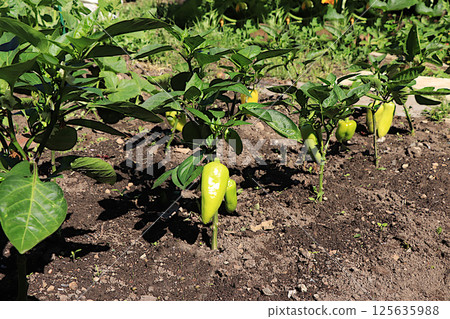Growing peppers in a village in central Russia. Arches are placed over the garden bed and seedlings are planted there, covered with film at night. The concept of natural eco-products without GMOs, 125635988