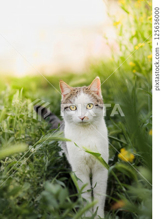 Photo of a beautiful domestic cat in a plant environment 125636000