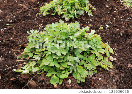 Planting a young celandine in the fresh land in the spring. Processing and care of the plant, growing a new crop. 125636026
