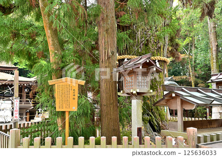 God cedar of Ogami Shrine Mi 125636033