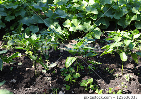 Growing peppers in a village in central Russia. Arches are placed over the bed and seedlings are planted there, covered with film at night. The concept of eco-products, natural food without GMOs, a Growing peppers in a village in central Russia. Arches are placed over the bed and seedlings are planted there, covered with film at night. The concept of eco-products, natural food without GMOs, a 125636035