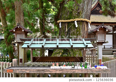 Ogami Shrine Mi的神雪松 Ogami Shrine Mi的神雪松 125636036