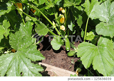 Growing zucchini in a village in Russia in the middle zone, young small zucchini fruits on a flowering bush. The concept of eco-products, natural food without GMOs, village lifestyle, 125636039
