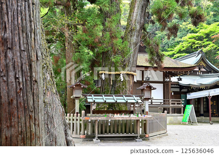 Ogami Shrine Mi的神雪松 125636046
