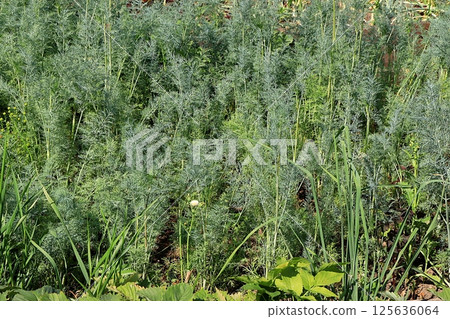 Beds with young dill in a rustic vegetable garden. Eco concept of natural products and harvesting in autumn, rustic lifestyle, selective focus Beds with young dill in a rustic vegetable garden. Eco concept of natural products and harvesting in autumn, rustic lifestyle, selective focus 125636064