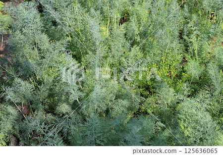 Beds with young dill in a rustic vegetable garden. Eco concept of natural products and harvesting in autumn, rustic lifestyle, selective focus 125636065
