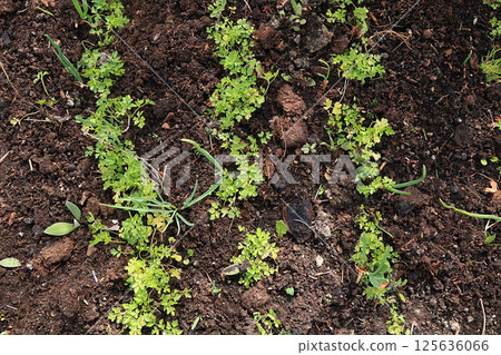 Fresh parsley in the natural environment in the garden at the garden. The concept of gardening and farming. Growing healthy herbs in the country. Natural spring background. 125636066