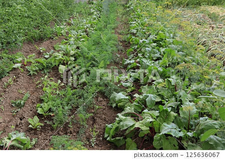 Beds with young carrots and beets in a rustic vegetable garden. Eco concept of natural products and harvesting in autumn, rustic lifestyle, selective focus 125636067