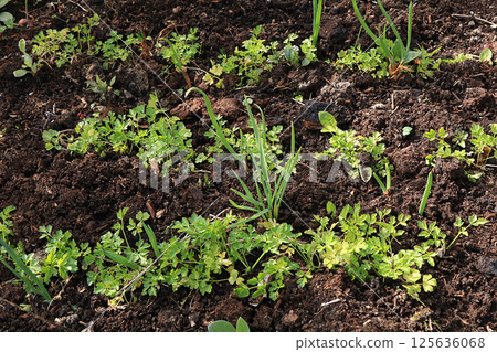 Fresh parsley in the natural environment in the garden at the garden. The concept of gardening and farming. Growing healthy herbs in the country. Natural spring background. Fresh parsley in the natural environment in the garden at the garden. The concept of gardening and farming. Growing healthy herbs in the country. Natural spring background. 125636068