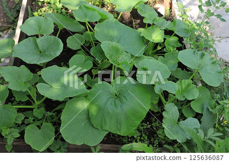 Growing zucchini in a village in central Russia. Wooden arches are placed over the garden bed and seedlings are planted there. Eco concept of natural products and harvesting in autumn, rustic 125636087