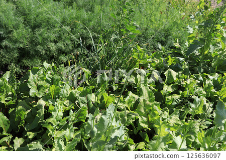 Fresh dill in the natural environment in the garden. The concept of gardening and farming. Growing useful herbs in the country. Natural spring background. 125636097