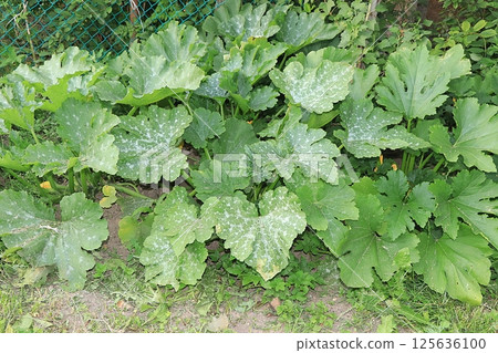 Growing zucchini in a village in central Russia. Wooden arches are placed over the garden bed and seedlings are planted there. Eco concept of natural products and harvesting in autumn, rustic Growing zucchini in a village in central Russia. Wooden arches are placed over the garden bed and seedlings are planted there. Eco concept of natural products and harvesting in autumn, rustic 125636100