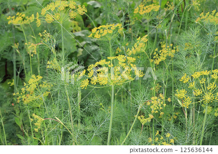 Fresh dill in the natural environment in the garden. The concept of gardening and farming. Growing useful herbs in the country. Natural spring background. 125636144