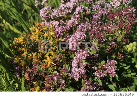 Oregano medicinal plants set, alternative medicine concept, natural background, mint are used to treat diseases, flat lay, selective focus 125636149