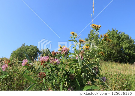 Set of medicinal plants clover and St. John's wort, concept of alternative medicine, natural background, are used to treat diseases, flat lay, selective focus 125636150