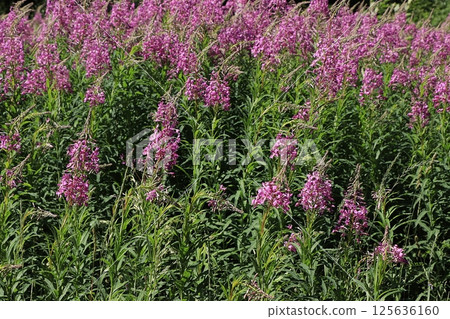 Field with medicinal plants ivan tea, concept of alternative medicine, natural background, used to treat diseases, flat lay, selective focus 125636160