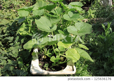 Growing zucchini in a village in central Russia. Wooden arches are placed over the garden bed and seedlings are planted there. Eco concept of natural products and harvesting in autumn, rustic Growing zucchini in a village in central Russia. Wooden arches are placed over the garden bed and seedlings are planted there. Eco concept of natural products and harvesting in autumn, rustic 125636176