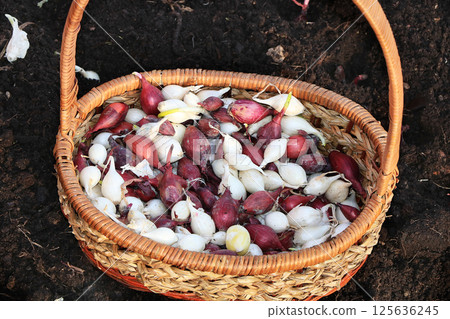 A basket of onions before planting in the spring in the garden. Agricultural work in the country, planting onions in the beds A basket of onions before planting in the spring in the garden. Agricultural work in the country, planting onions in the beds 125636245
