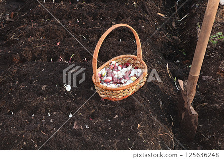 A basket of onions before planting in the spring in the garden. Agricultural work in the country, planting onions in the beds 125636248