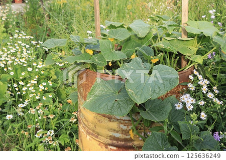 Beds with young dill in a rustic vegetable garden. Eco concept of natural products and harvesting in autumn, rustic lifestyle, selective focus 125636249