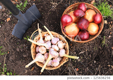 Garlic and onions in a basket in the spring garden. Preparation for planting in the village for growing environmentally friendly products. The concept of spring work in agriculture. advertising a Garlic and onions in a basket in the spring garden. Preparation for planting in the village for growing environmentally friendly products. The concept of spring work in agriculture. advertising a 125636256