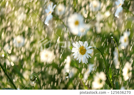 Abstract natural background,Summer rain in the garden and daisies with drops on the bokeh background, blurred focus. Beautiful summer garden in the early morning with natural bokeh and rain background Abstract natural background,Summer rain in the garden and daisies with drops on the bokeh background, blurred focus. Beautiful summer garden in the early morning with natural bokeh and rain background 125636270