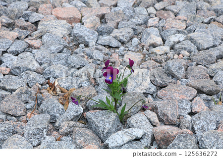 A flower on a stone, the birth of a new life in very difficult conditions. The concept of spring. An amazing miracle of survival in stones. Life is hard 125636272