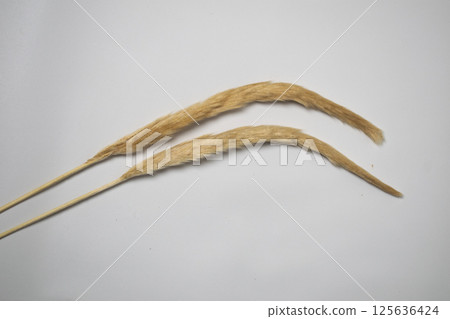 Cogongrass flower on white background 125636424