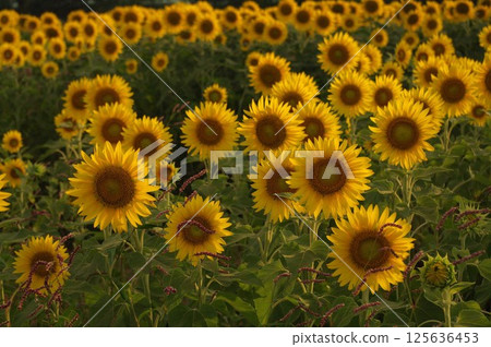 盛夏的景色：座間座卡約裡橋附近的廣闊向日葵田（8月）1 125636453