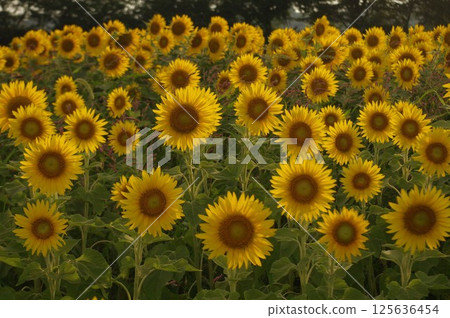 盛夏的景色：座間井橋附近的廣闊向日葵田（8月）2 125636454
