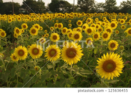 盛夏的景色：座間座卡約裡橋附近的廣闊向日葵田（8月）3 125636455