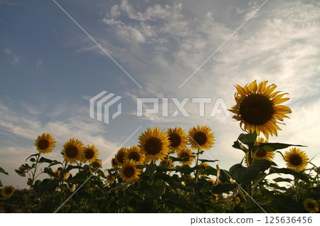 A midsummer scene near Zamazakai Bridge: Sunflower fields at dusk 1 125636456